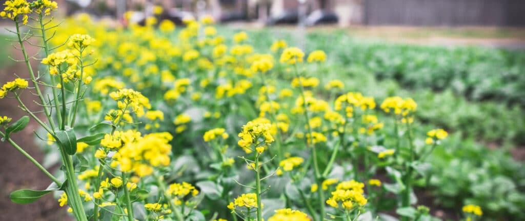 relocating to fulshear tx